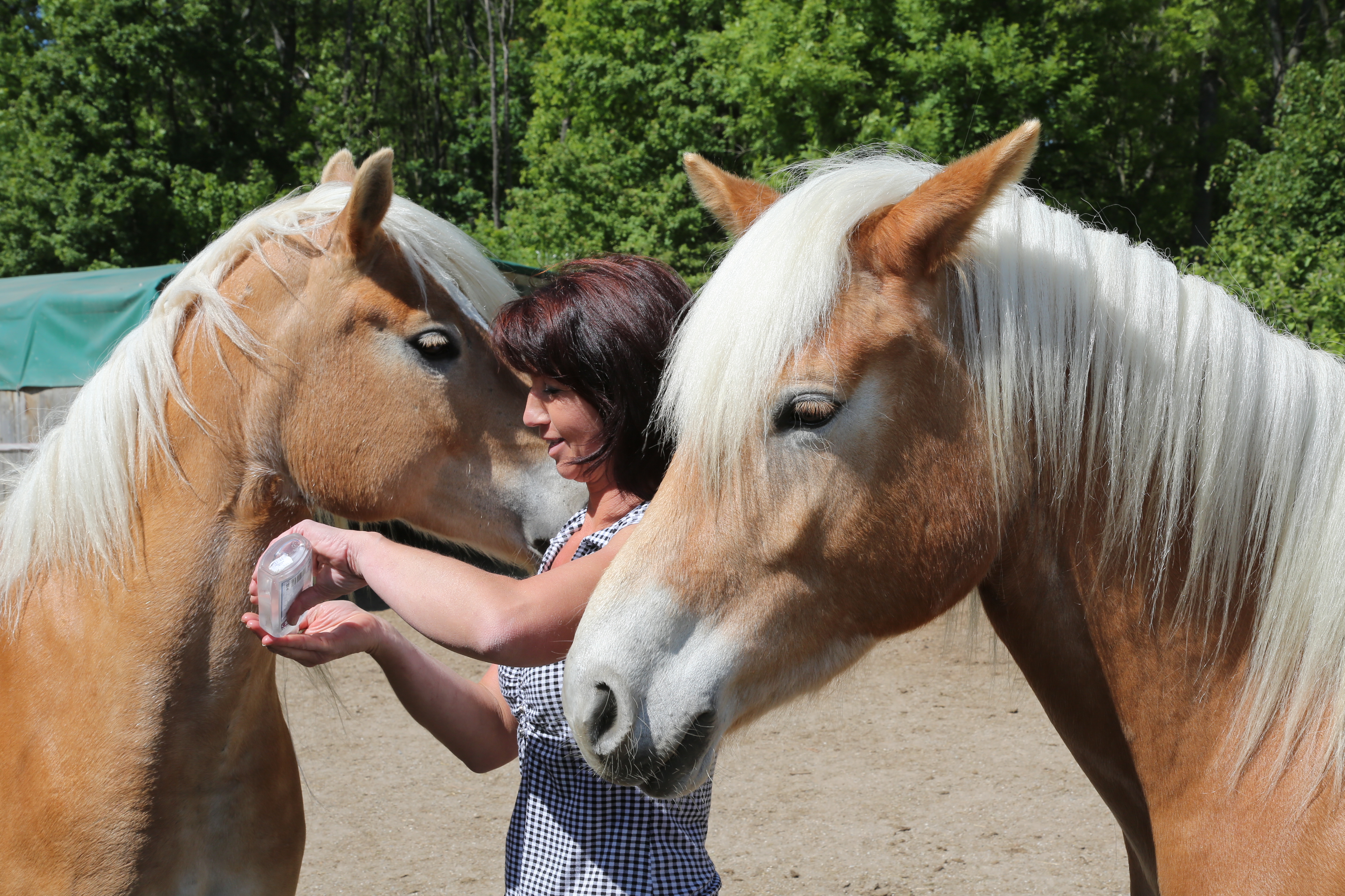 Liberty Ranch | Lower Austria