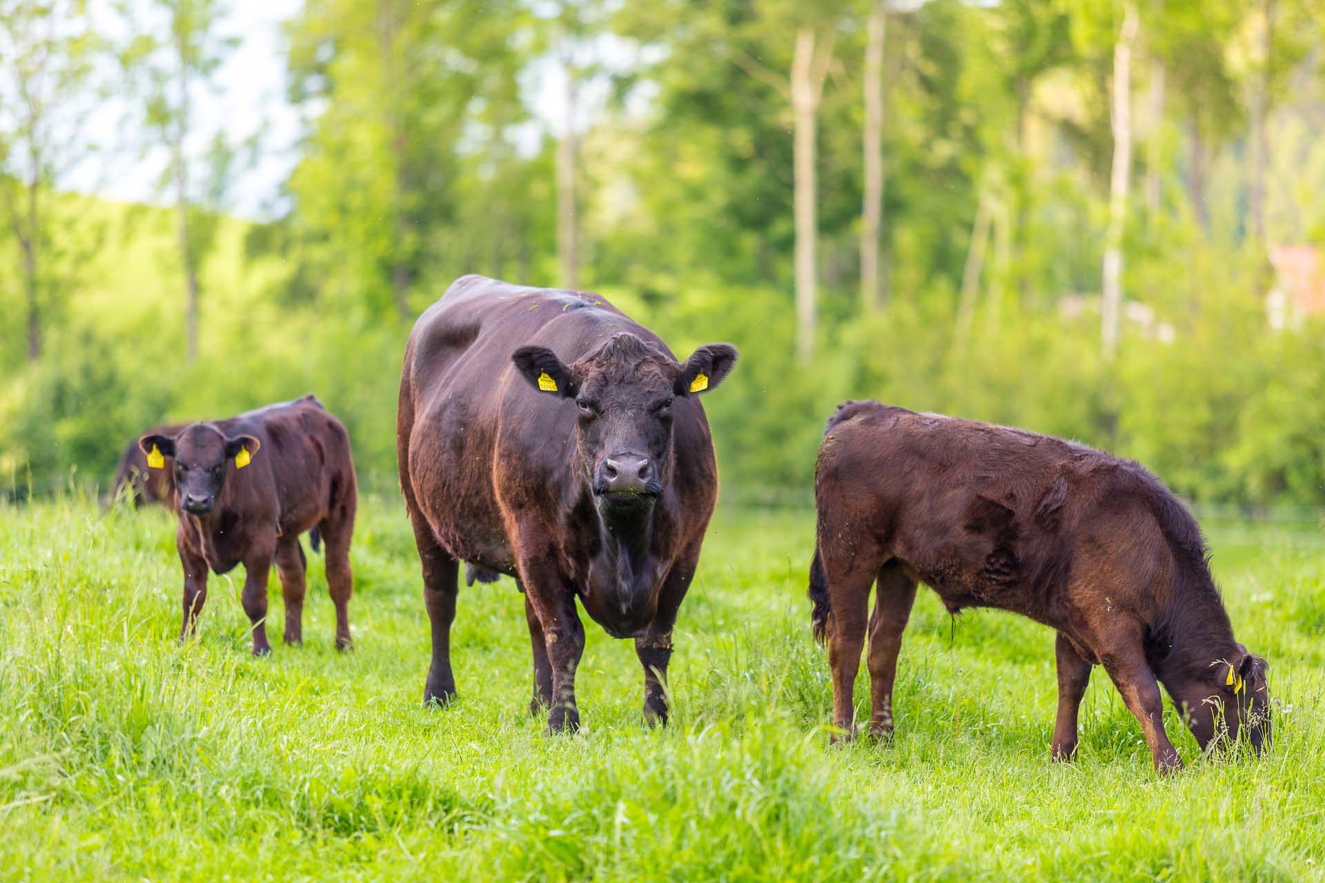 Our Angus cattle