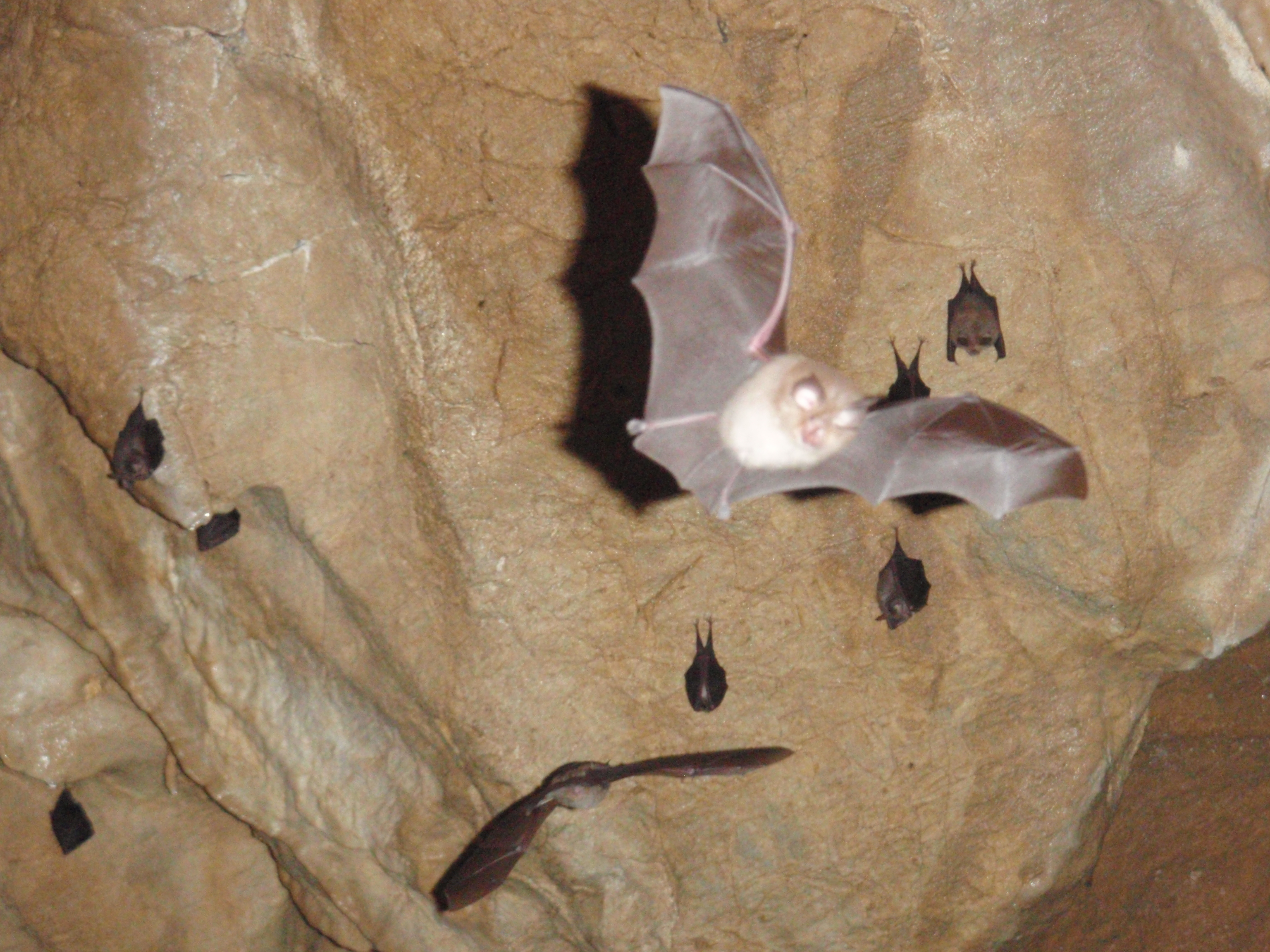 Various bat species in Hermann's Cave 