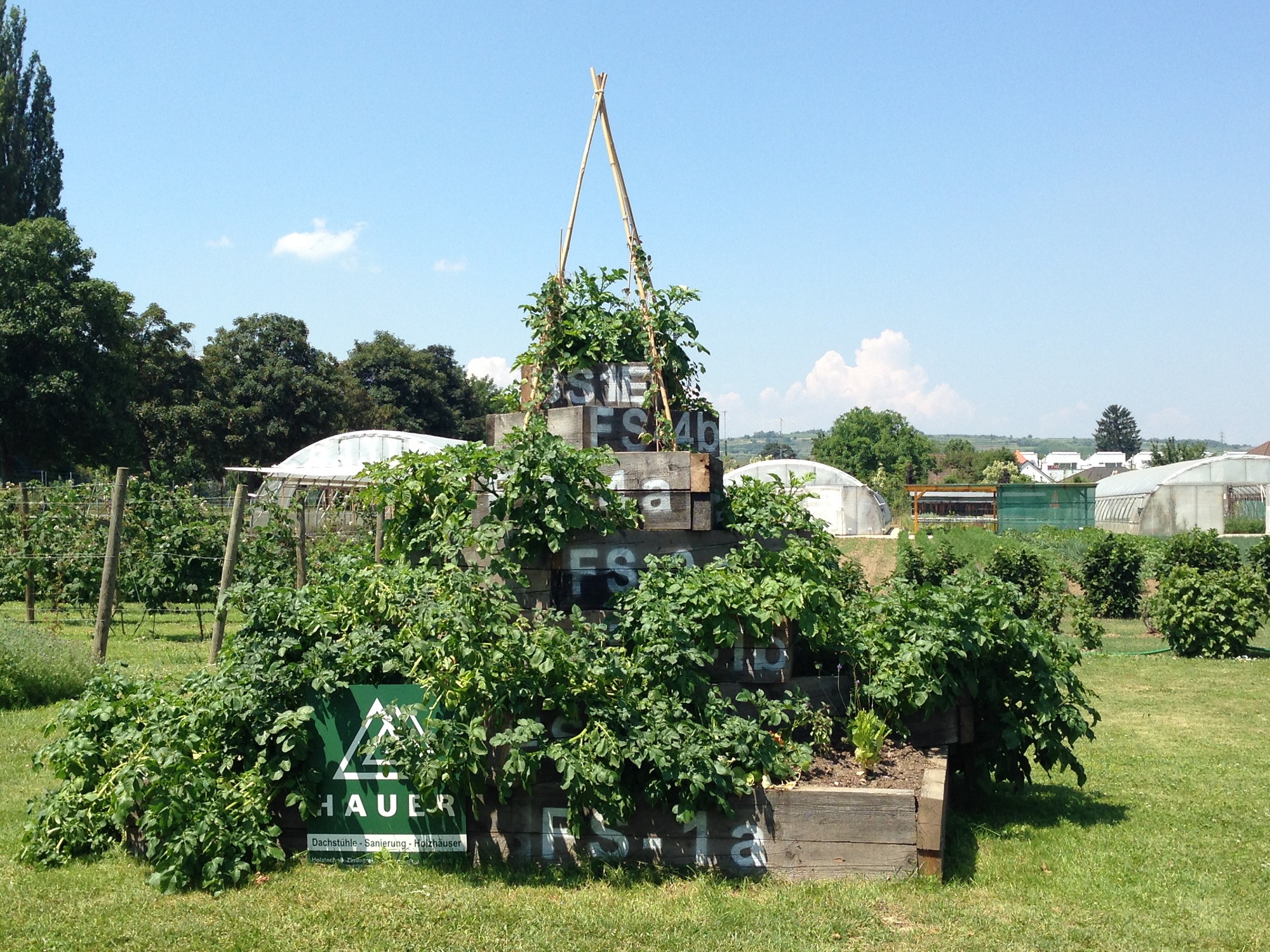 Erdäpfelpyramide selbst gebaut