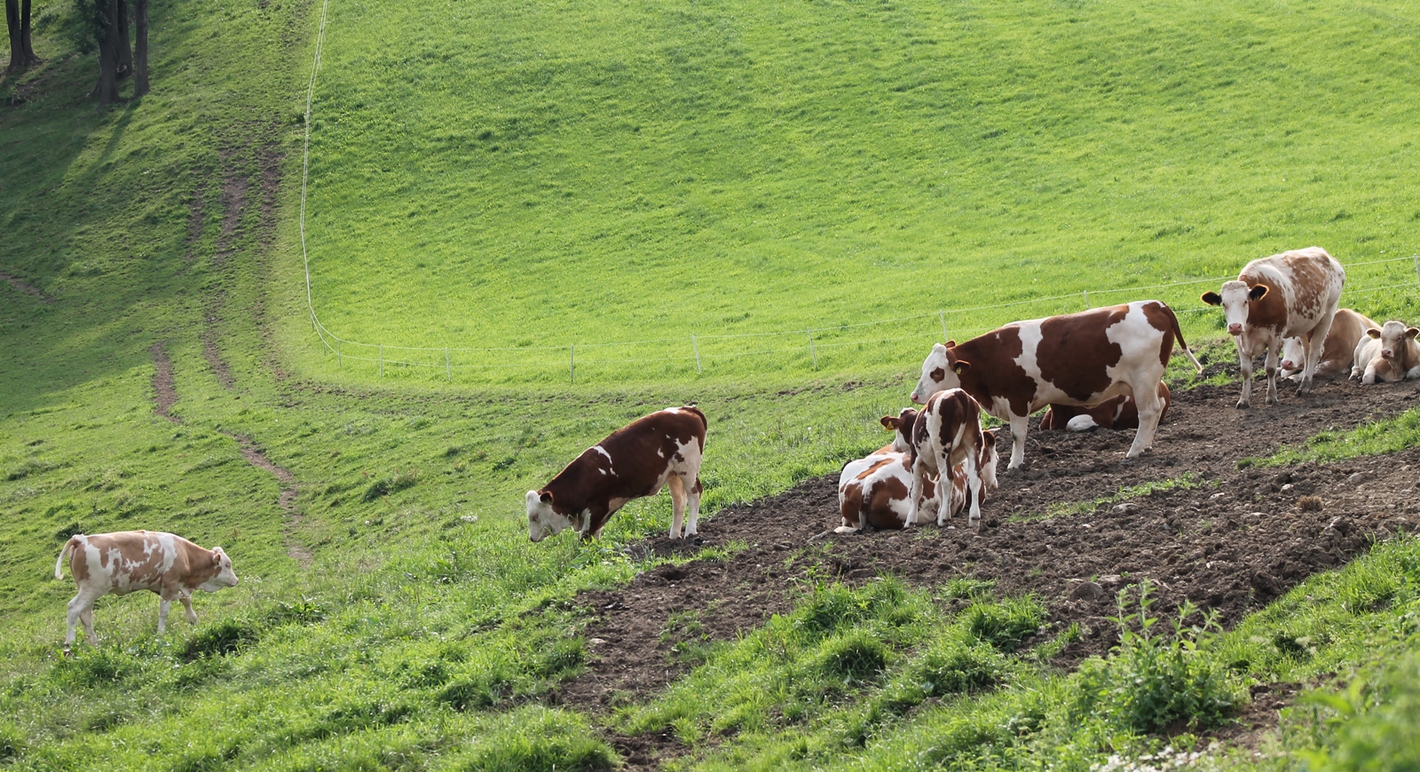 Animals grazing in the field