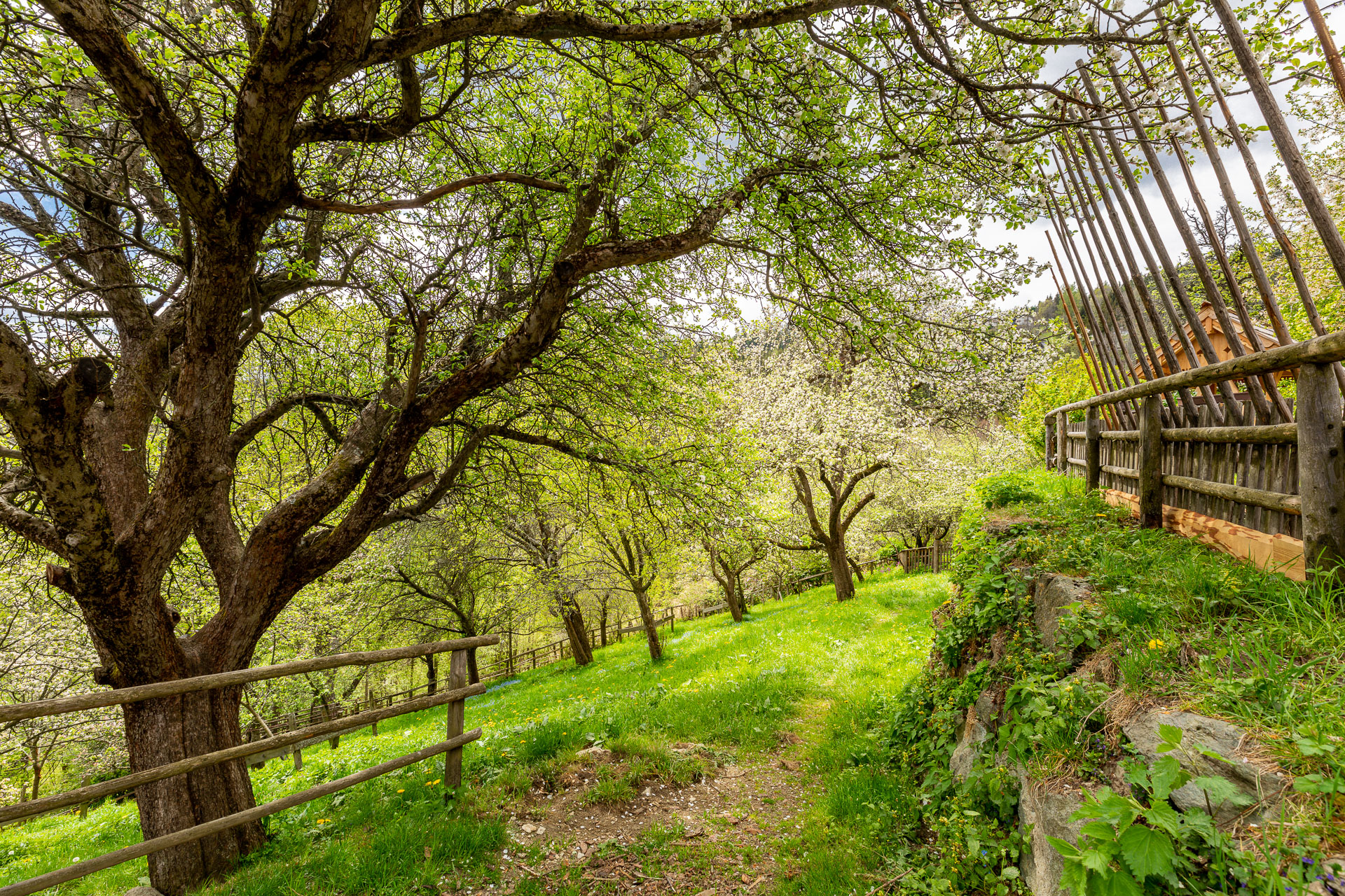 Nature around the Kronaushof.