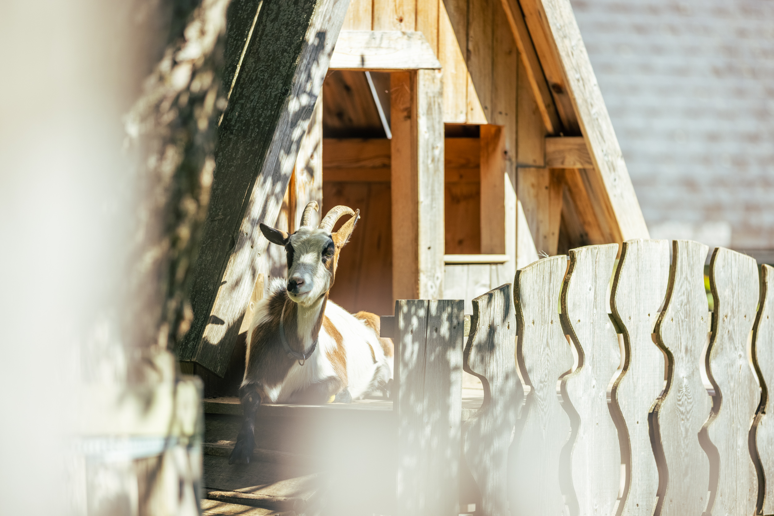 Vacation on the farm