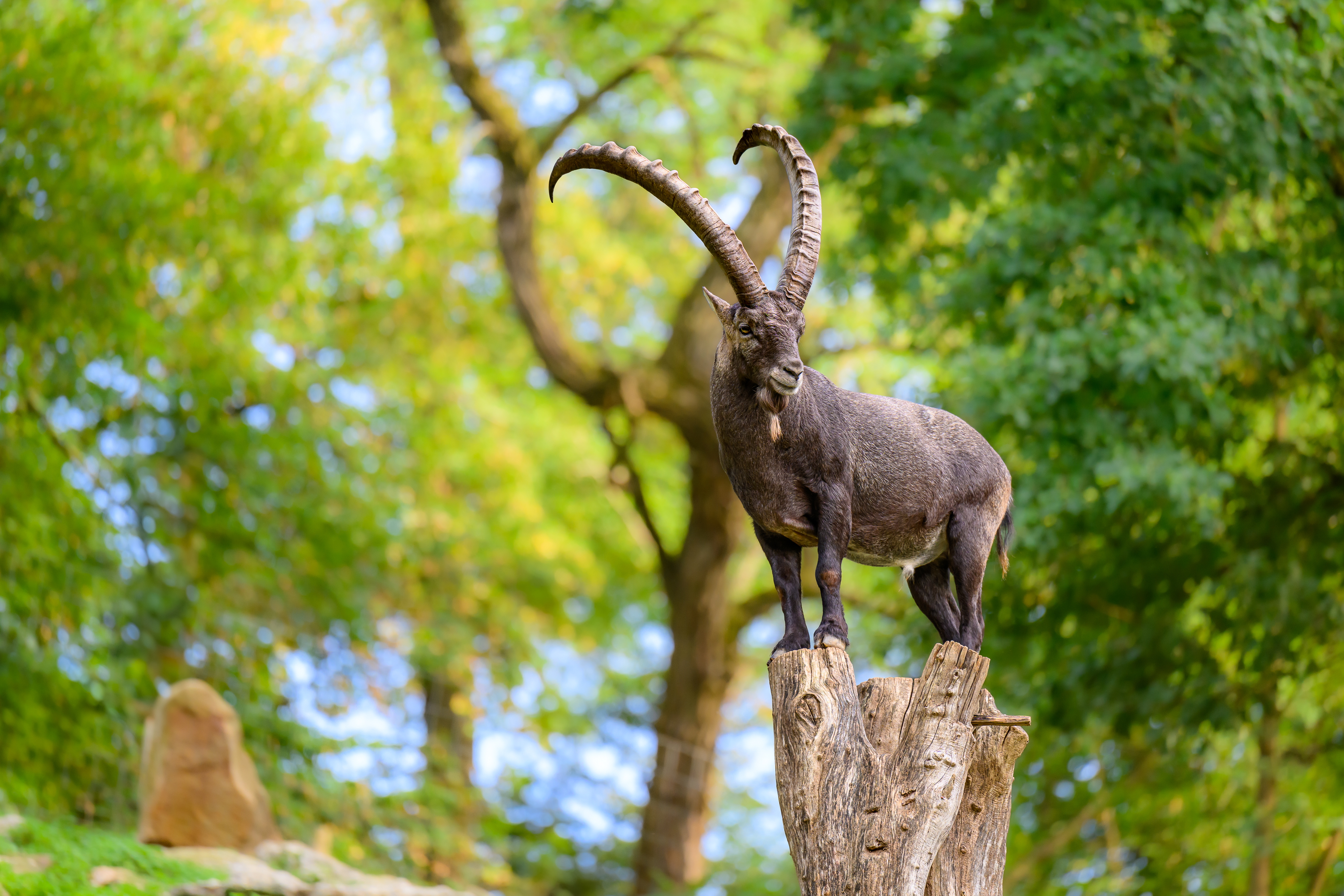 Tierpark Stadt Haag